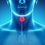 Homeopatía Para Regular Nuestro Sistema Endocrino