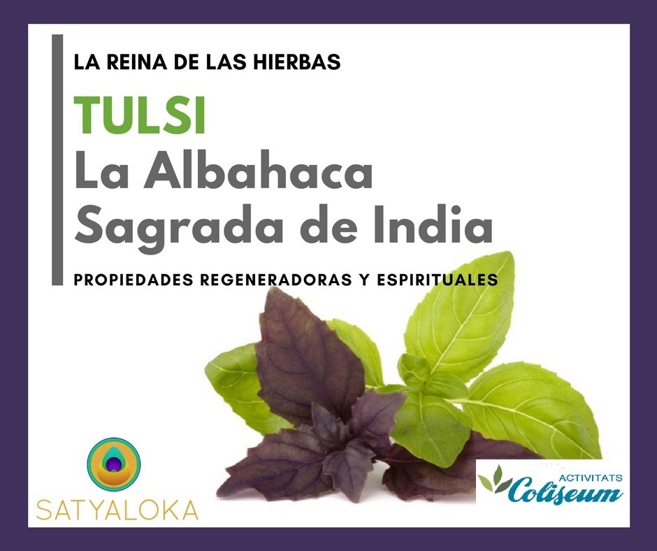 Tulsi, la Albahaca Sagrada de la India