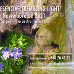Curso de Esencias Trembling Light