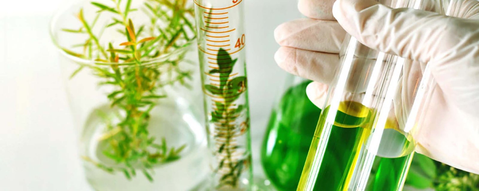 Alquimia y Espagiria. Estrategia terapéutica. Herboplanet